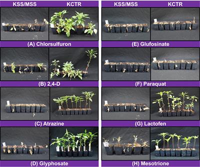 Predominance of Metabolic Resistance in a Six-Way-Resistant Palmer Amaranth (Amaranthus palmeri) Population